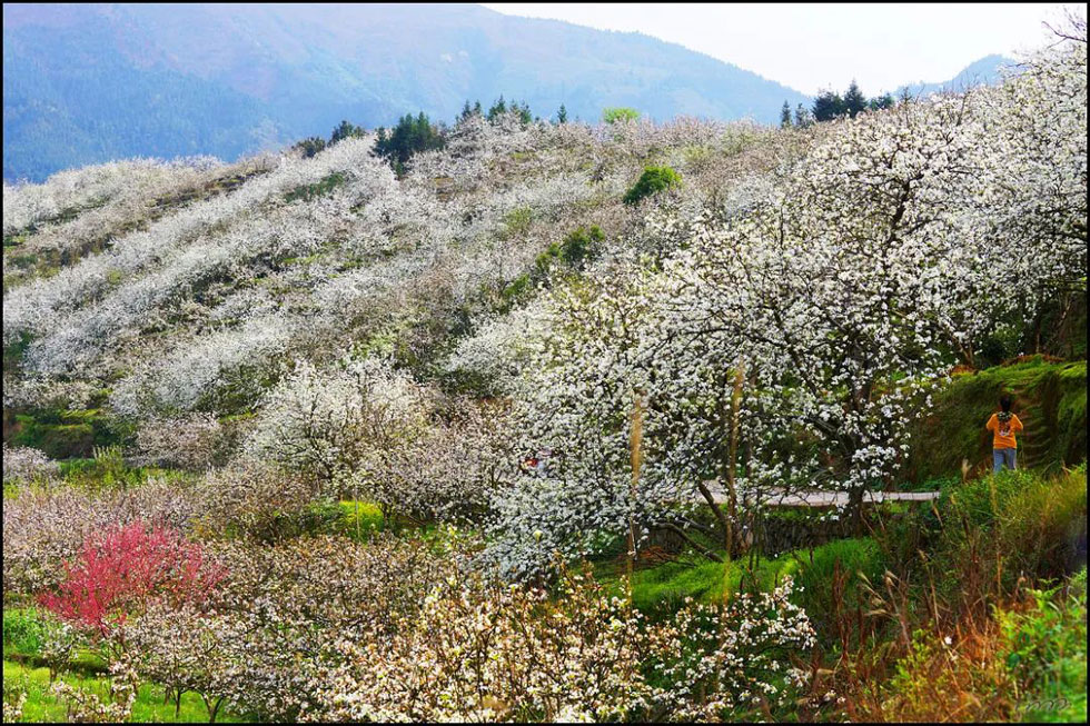 【春天，广西桂林灌阳县向您发出邀请！】我们在灌阳看梨花 - 游山玩水 - 周口生活社区 - 周口28生活网 zk.28life.net