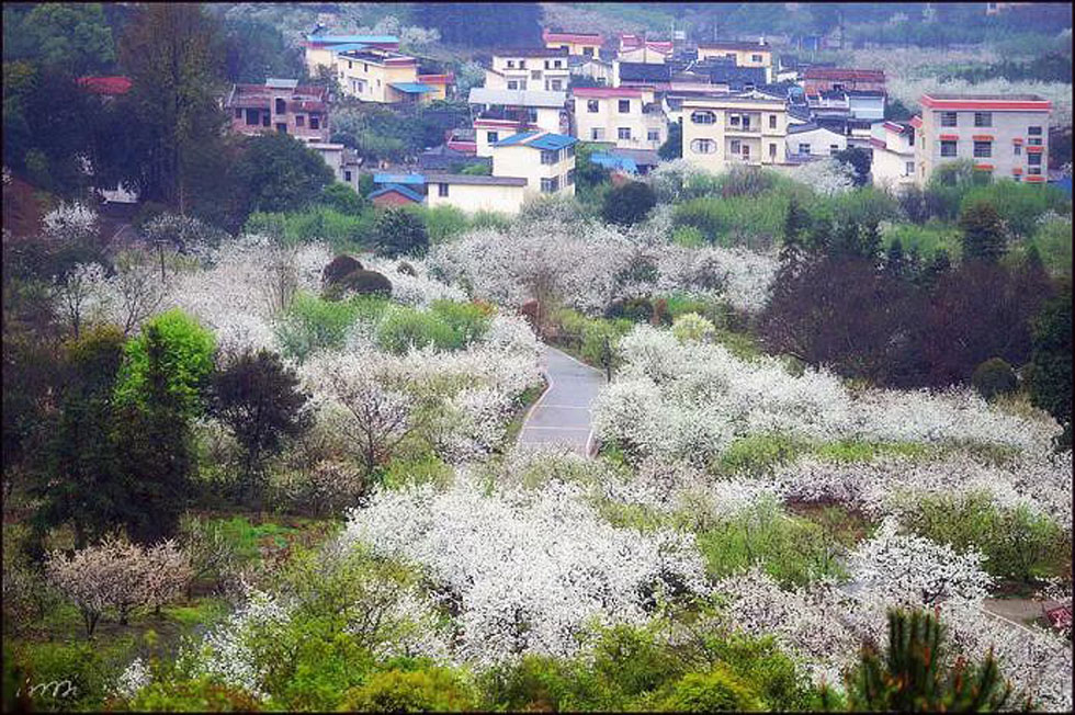 【春天，广西桂林灌阳县向您发出邀请！】我们在灌阳看梨花 - 游山玩水 - 周口生活社区 - 周口28生活网 zk.28life.net