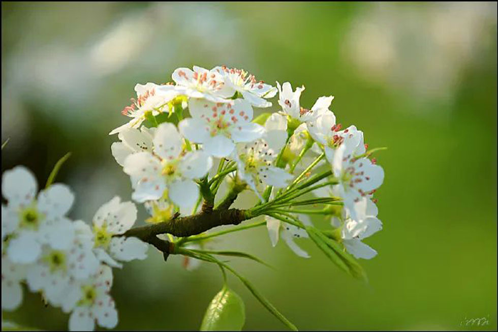 【春天，广西桂林灌阳县向您发出邀请！】我们在灌阳看梨花 - 游山玩水 - 周口生活社区 - 周口28生活网 zk.28life.net