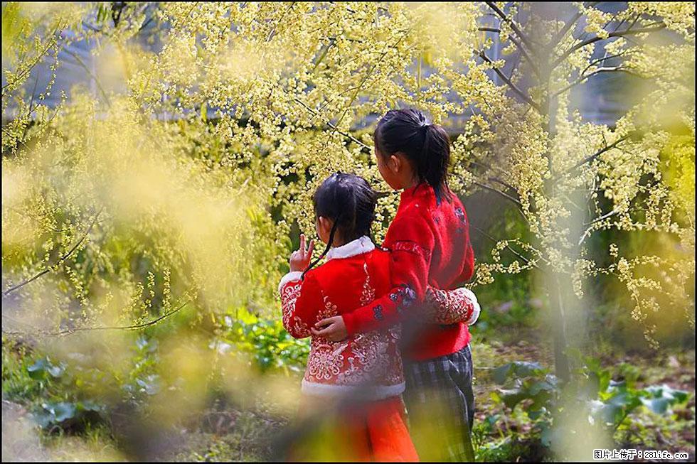 【春天，广西桂林灌阳县向您发出邀请！】米珠山前有片山苍子花在飘香 - 游山玩水 - 周口生活社区 - 周口28生活网 zk.28life.net