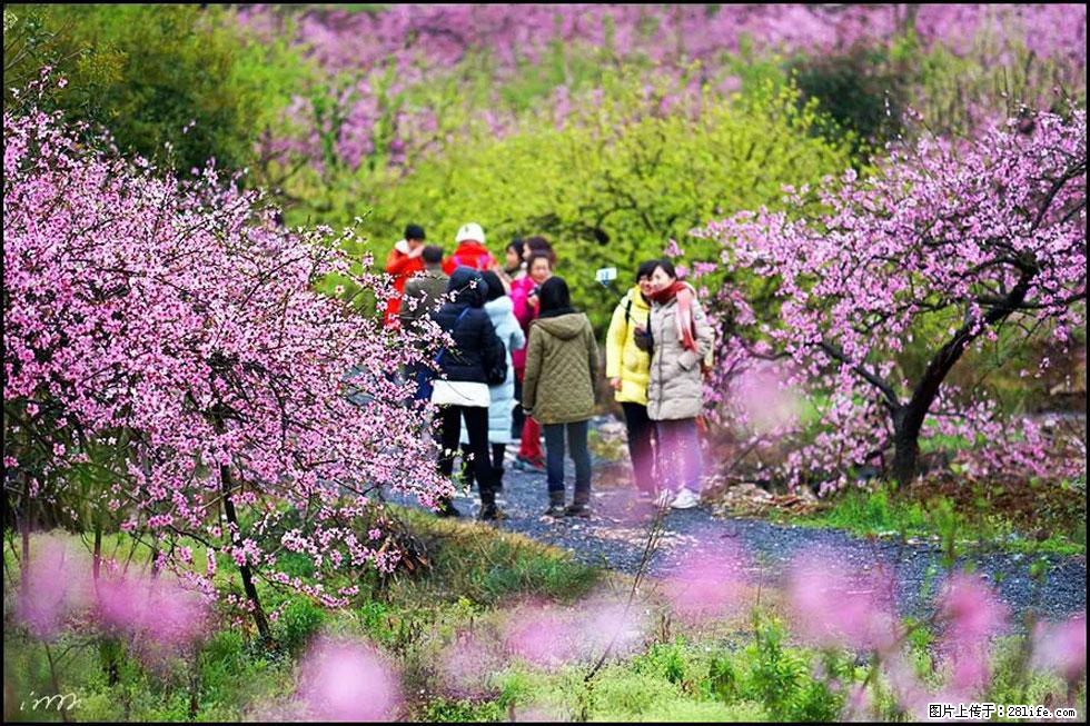 【春天，广西桂林灌阳县向您发出邀请！】官庄村有个醉美的桃花园 - 游山玩水 - 周口生活社区 - 周口28生活网 zk.28life.net