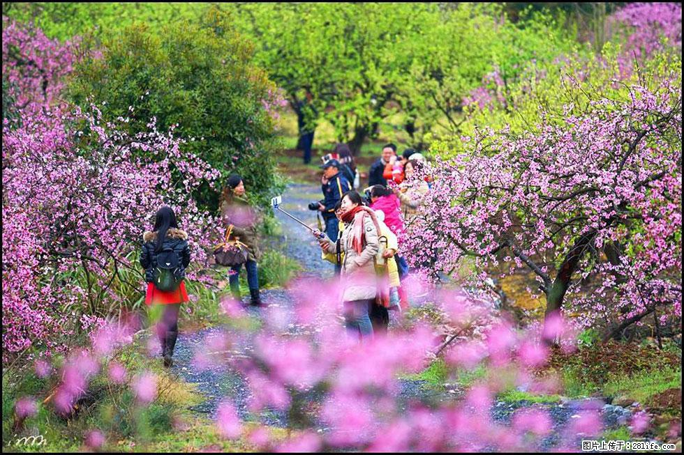 【春天，广西桂林灌阳县向您发出邀请！】官庄村有个醉美的桃花园 - 游山玩水 - 周口生活社区 - 周口28生活网 zk.28life.net