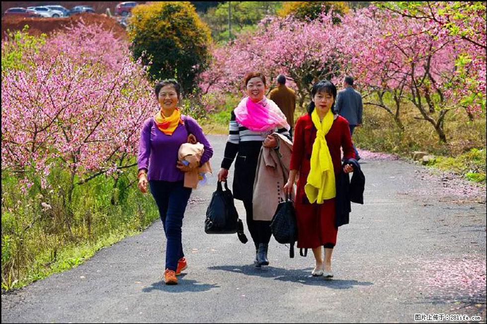 【春天，广西桂林灌阳县向您发出邀请！】官庄村有个醉美的桃花园 - 游山玩水 - 周口生活社区 - 周口28生活网 zk.28life.net