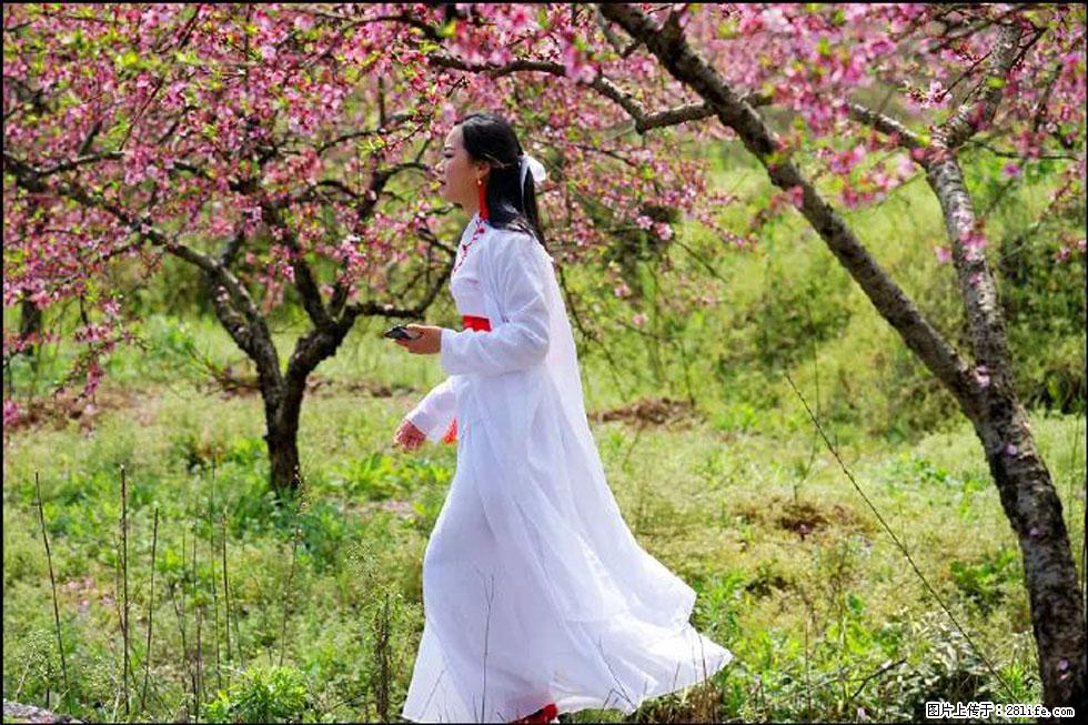 【春天，广西桂林灌阳县向您发出邀请！】官庄村有个醉美的桃花园 - 游山玩水 - 周口生活社区 - 周口28生活网 zk.28life.net