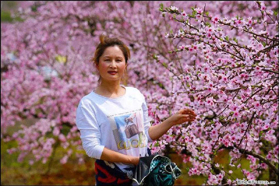 【春天，广西桂林灌阳县向您发出邀请！】官庄村有个醉美的桃花园 - 游山玩水 - 周口生活社区 - 周口28生活网 zk.28life.net
