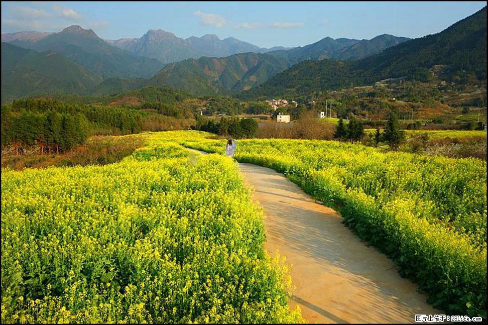 【春天，广西桂林灌阳县向您发出邀请！】长坪村油菜盛情花开 - 游山玩水 - 周口生活社区 - 周口28生活网 zk.28life.net