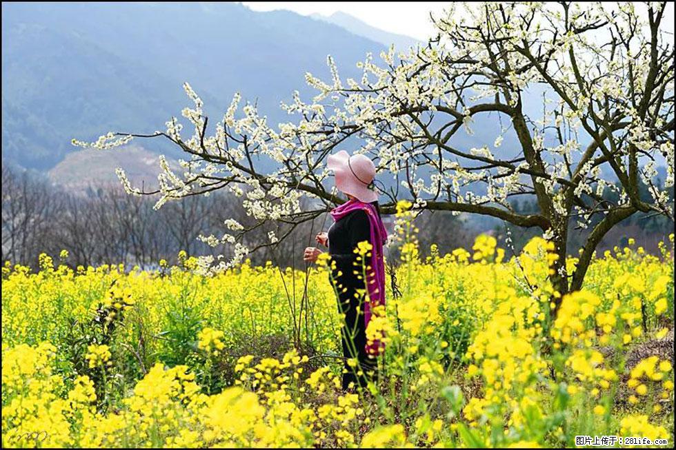 【春天，广西桂林灌阳县向您发出邀请！】长坪村油菜盛情花开 - 游山玩水 - 周口生活社区 - 周口28生活网 zk.28life.net