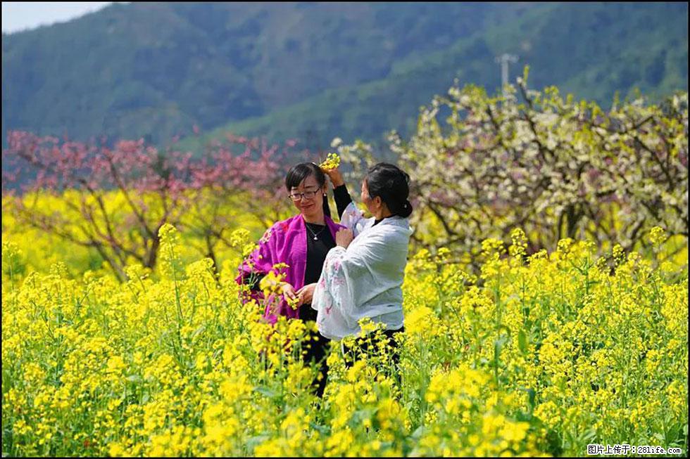 【春天，广西桂林灌阳县向您发出邀请！】长坪村油菜盛情花开 - 游山玩水 - 周口生活社区 - 周口28生活网 zk.28life.net