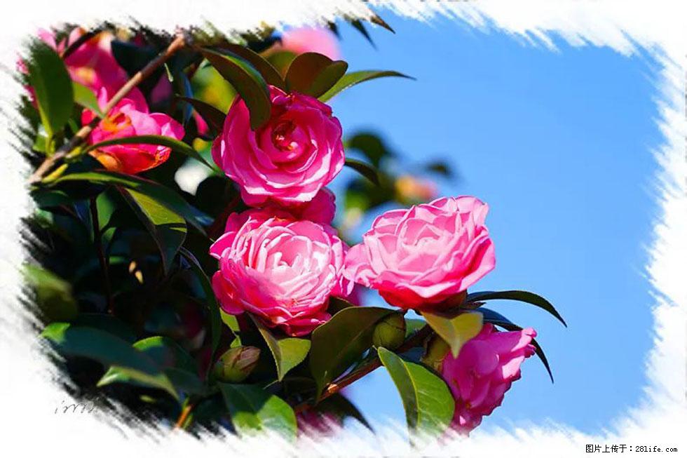 【春天，广西桂林灌阳县向您发出邀请！】杨柳井茶花惹人爱 - 游山玩水 - 周口生活社区 - 周口28生活网 zk.28life.net