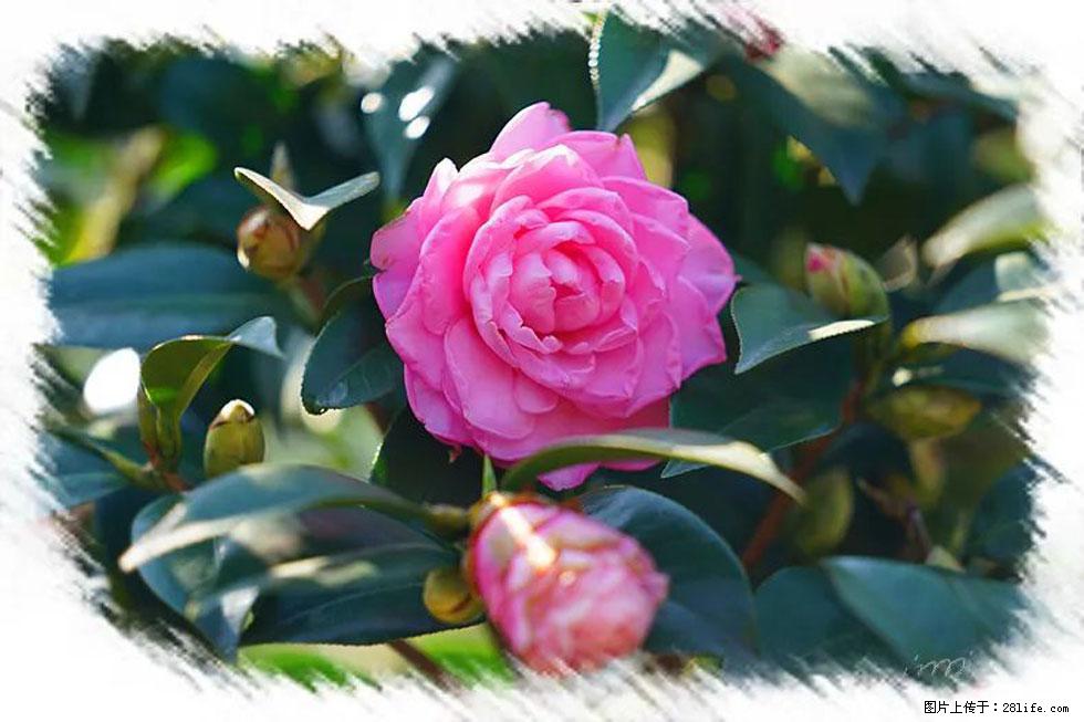 【春天，广西桂林灌阳县向您发出邀请！】杨柳井茶花惹人爱 - 游山玩水 - 周口生活社区 - 周口28生活网 zk.28life.net