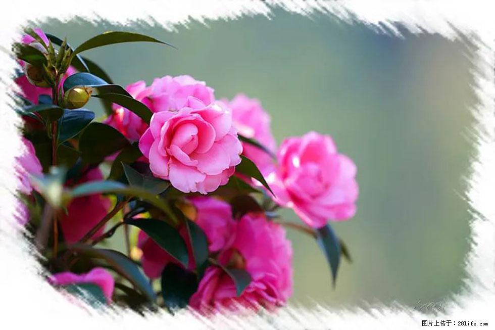 【春天，广西桂林灌阳县向您发出邀请！】杨柳井茶花惹人爱 - 游山玩水 - 周口生活社区 - 周口28生活网 zk.28life.net