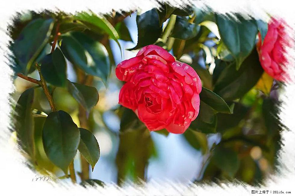 【春天，广西桂林灌阳县向您发出邀请！】杨柳井茶花惹人爱 - 游山玩水 - 周口生活社区 - 周口28生活网 zk.28life.net
