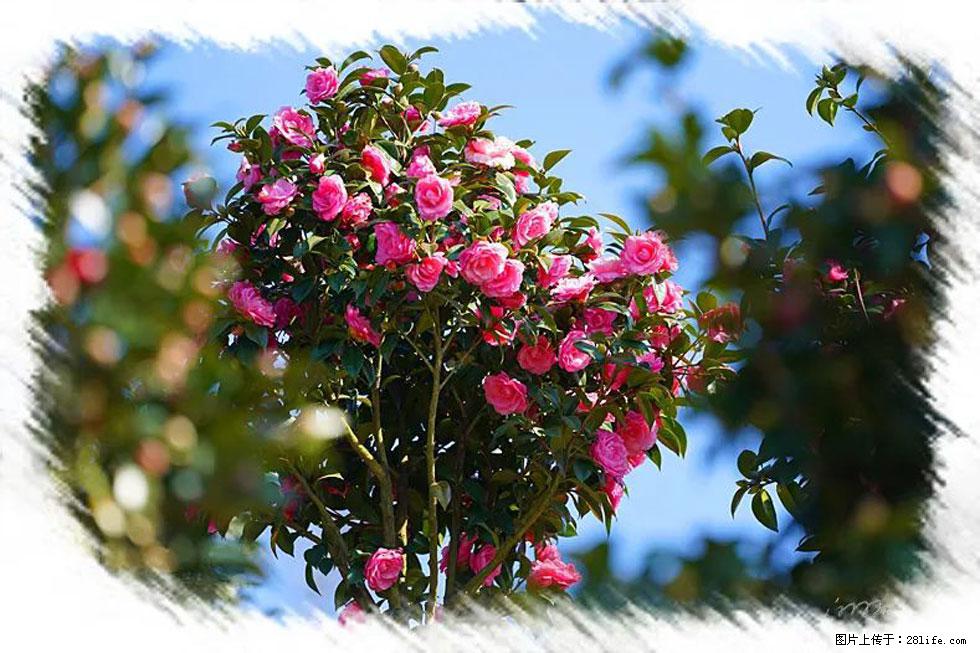 【春天，广西桂林灌阳县向您发出邀请！】杨柳井茶花惹人爱 - 游山玩水 - 周口生活社区 - 周口28生活网 zk.28life.net