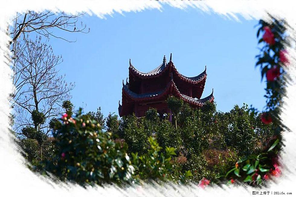 【春天，广西桂林灌阳县向您发出邀请！】杨柳井茶花惹人爱 - 游山玩水 - 周口生活社区 - 周口28生活网 zk.28life.net