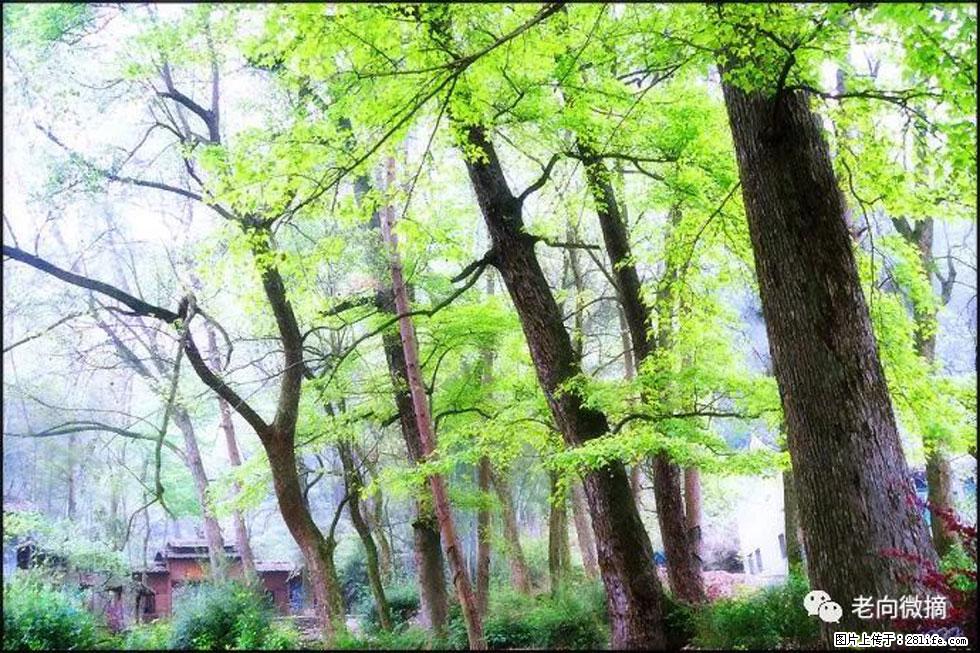 【春天，广西桂林灌阳县向您发出邀请！】在小龙村与春天约会 - 游山玩水 - 周口生活社区 - 周口28生活网 zk.28life.net