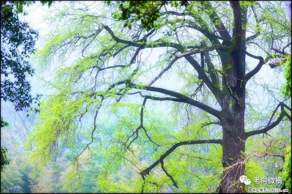 【春天，广西桂林灌阳县向您发出邀请！】在小龙村与春天约会 - 游山玩水 - 周口生活社区 - 周口28生活网 zk.28life.net