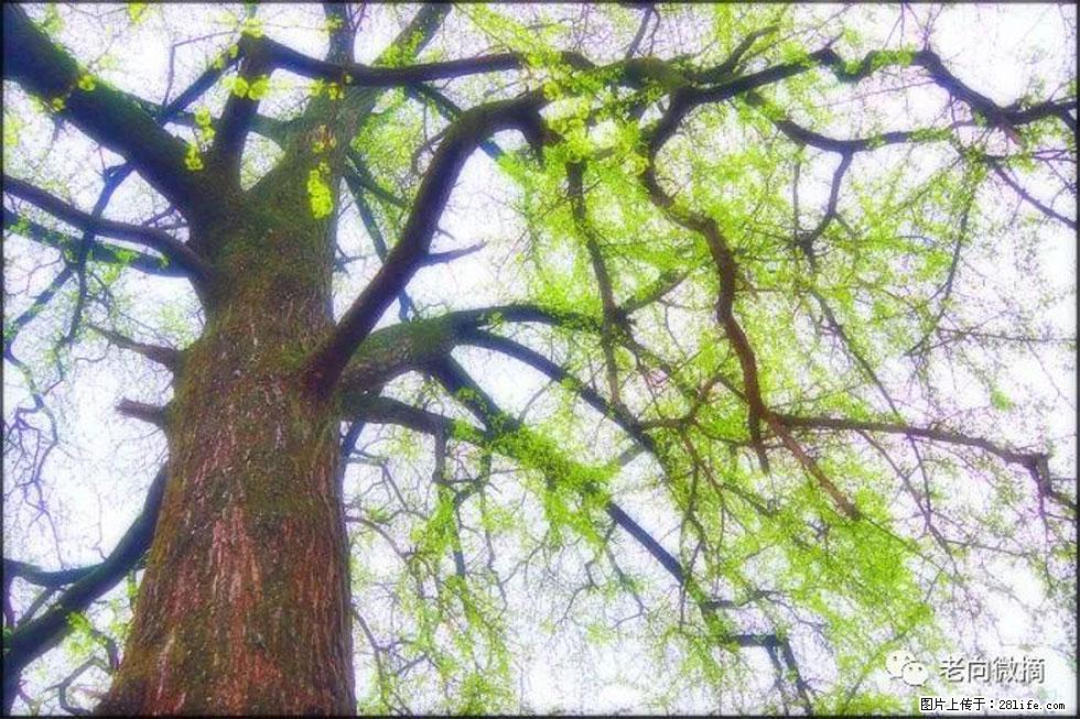【春天，广西桂林灌阳县向您发出邀请！】在小龙村与春天约会 - 游山玩水 - 周口生活社区 - 周口28生活网 zk.28life.net