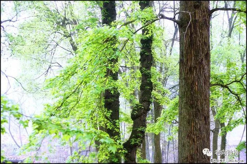 【春天，广西桂林灌阳县向您发出邀请！】在小龙村与春天约会 - 游山玩水 - 周口生活社区 - 周口28生活网 zk.28life.net