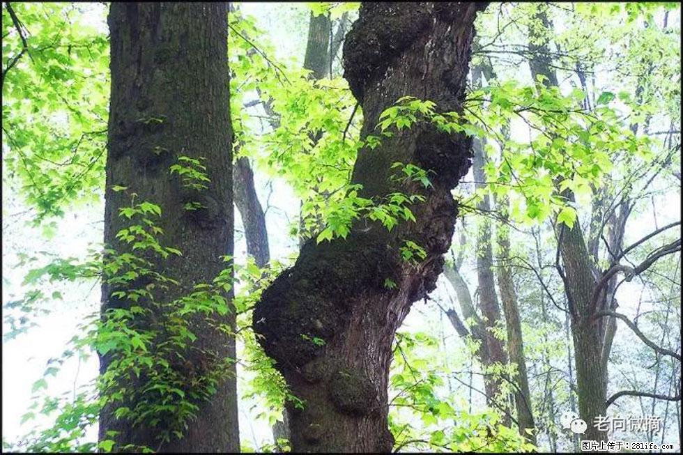 【春天，广西桂林灌阳县向您发出邀请！】在小龙村与春天约会 - 游山玩水 - 周口生活社区 - 周口28生活网 zk.28life.net