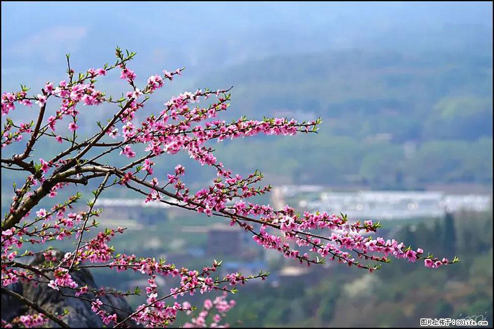【春天，广西桂林灌阳县向您发出邀请！】望月岭上桃花开 - 游山玩水 - 周口生活社区 - 周口28生活网 zk.28life.net