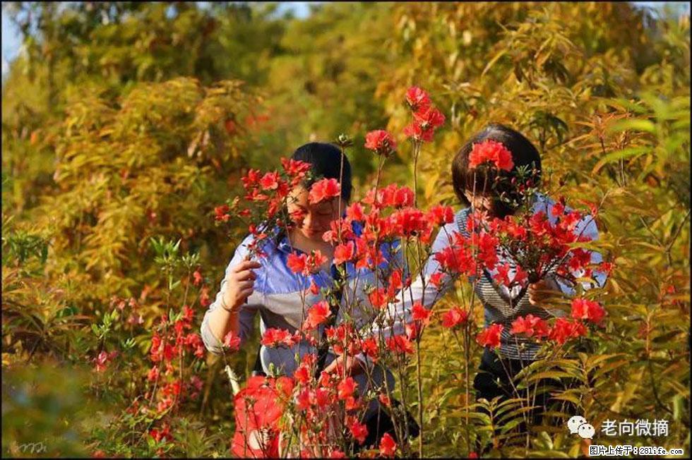 【春天，广西桂林灌阳县向您发出邀请！】登麒麟山，相约映山红 - 游山玩水 - 周口生活社区 - 周口28生活网 zk.28life.net
