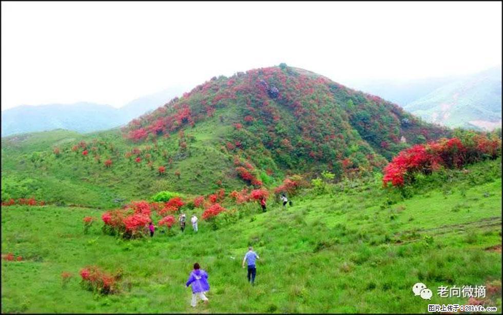 【春天，广西桂林灌阳县向您发出邀请！】宝盖山上映山红 - 游山玩水 - 周口生活社区 - 周口28生活网 zk.28life.net