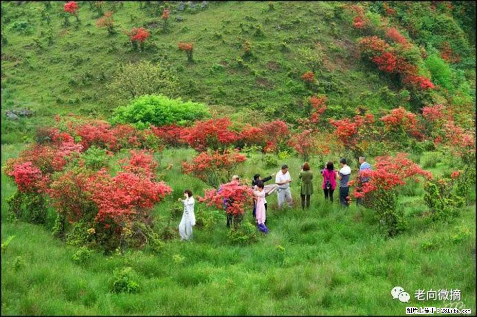 【春天，广西桂林灌阳县向您发出邀请！】宝盖山上映山红 - 游山玩水 - 周口生活社区 - 周口28生活网 zk.28life.net