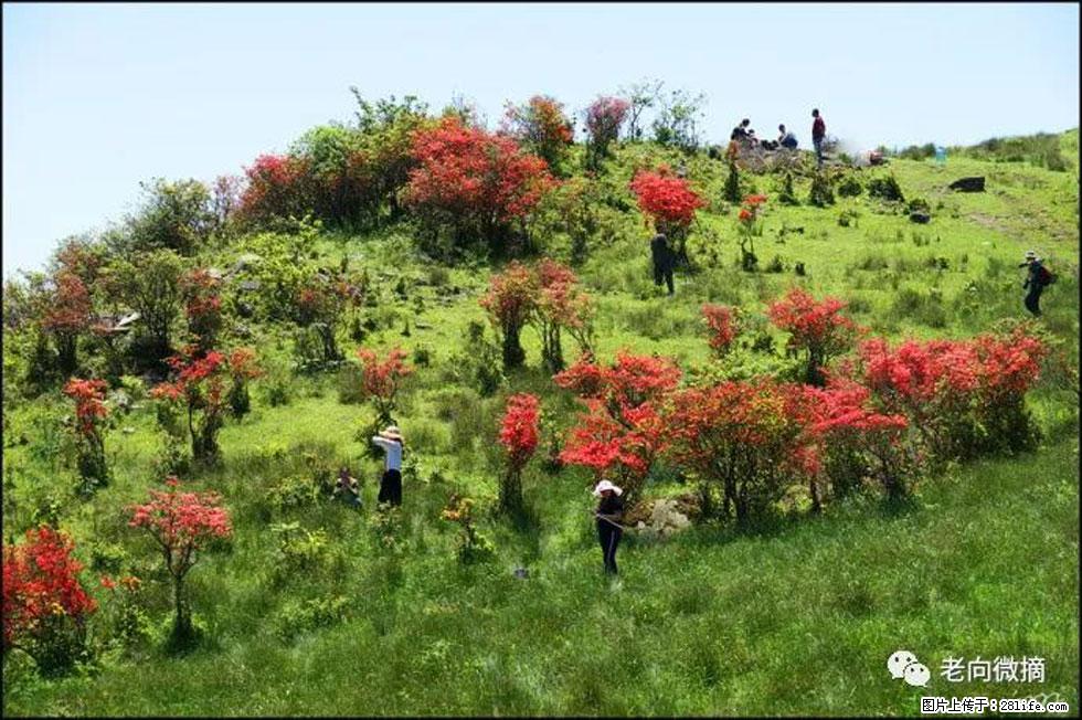 【春天，广西桂林灌阳县向您发出邀请！】宝盖山上映山红 - 游山玩水 - 周口生活社区 - 周口28生活网 zk.28life.net