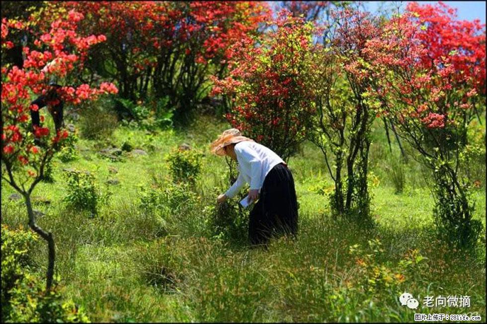 【春天，广西桂林灌阳县向您发出邀请！】宝盖山上映山红 - 游山玩水 - 周口生活社区 - 周口28生活网 zk.28life.net