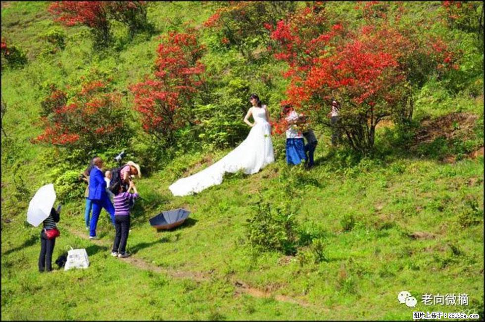 【春天，广西桂林灌阳县向您发出邀请！】宝盖山上映山红 - 游山玩水 - 周口生活社区 - 周口28生活网 zk.28life.net