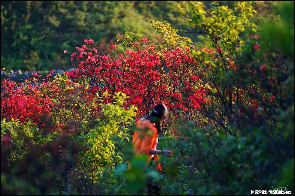 【春天，广西桂林灌阳县向您发出邀请！】春木界上映山红 - 游山玩水 - 周口生活社区 - 周口28生活网 zk.28life.net