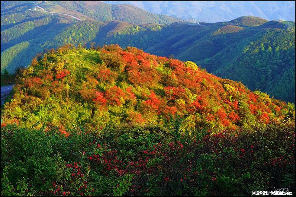 【春天，广西桂林灌阳县向您发出邀请！】春木界上映山红 - 游山玩水 - 周口生活社区 - 周口28生活网 zk.28life.net