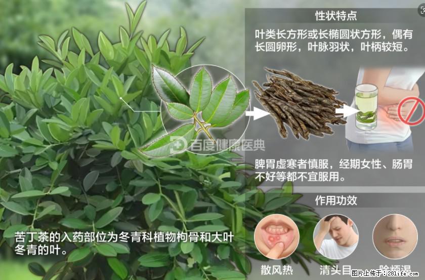 苦丁茶有哪些功效和作用 - 生活百科 - 周口生活社区 - 周口28生活网 zk.28life.net