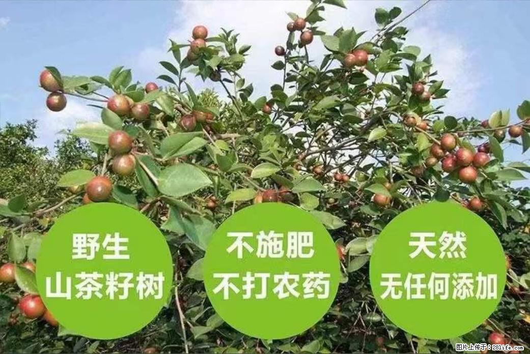 【灌阳县油茶产业示范区】一个有着充实的精神生活的人，对待身外之物自会有一种淡泊的态度 - 美食天地 - 周口生活社区 - 周口28生活网 zk.28life.net