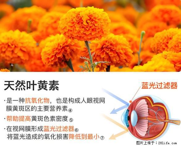 叶黄素有什么功效和作用 - 生活百科 - 周口生活社区 - 周口28生活网 zk.28life.net