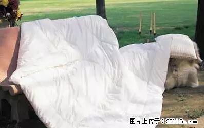 被子有异味？只要这样做，比晒太阳还强100倍！ - 家居生活 - 周口生活社区 - 周口28生活网 zk.28life.net