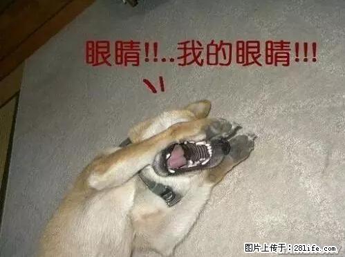 笑癫了!一女的怀孕三年未生,他终于忍不住了... - 娱乐八卦 - 周口生活社区 - 周口28生活网 zk.28life.net