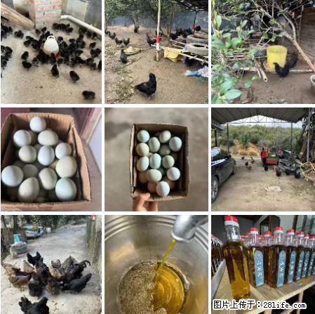 油茶园从小鸡仔开始养起的纯土鸡、土鸡蛋可以预定啦！还有前几天刚榨的纯山茶油哦 - 美食天地 - 周口生活社区 - 周口28生活网 zk.28life.net