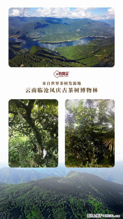 时间果百年古树2025年春红茶 - 购物交流 - 周口生活社区 - 周口28生活网 zk.28life.net