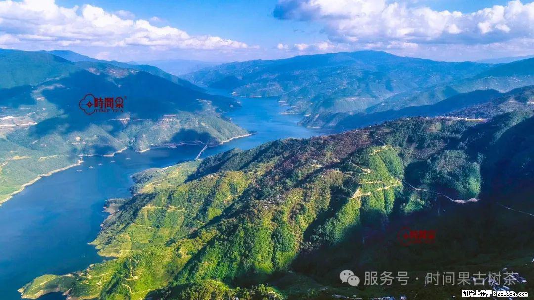 时间果百年古树龙珠普洱生茶 - 购物交流 - 周口生活社区 - 周口28生活网 zk.28life.net