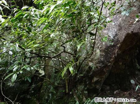 平乐石崖茶，珍贵仅次于金花茶 - 周口生活资讯 - 周口28生活网 zk.28life.net