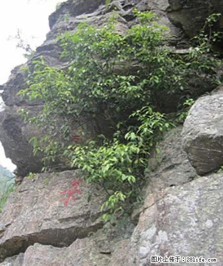 平乐石崖茶，珍贵仅次于金花茶 - 周口生活资讯 - 周口28生活网 zk.28life.net