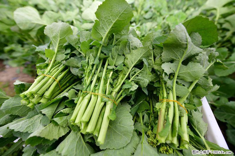 这些蔬菜是“天然钙片”，这6种被医生重点推荐 - 周口生活资讯 - 周口28生活网 zk.28life.net
